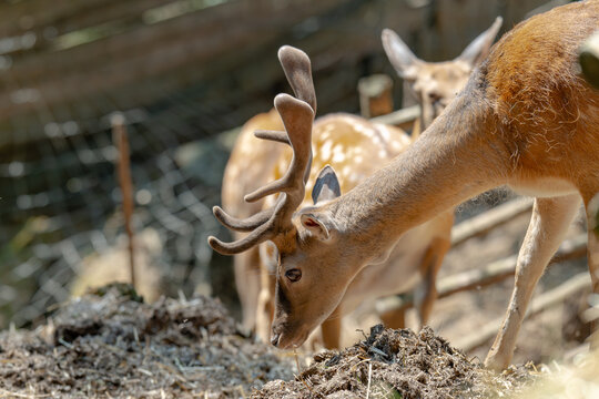 Head of horned axis deer (scientific name: Axis axis) also known as spotted deer and chital.