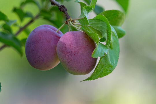 plum fruit on tree branch surrounded by green leaves