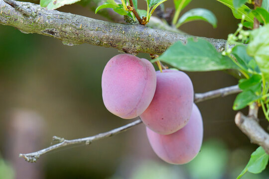 plum fruit on tree branch surrounded by green leaves