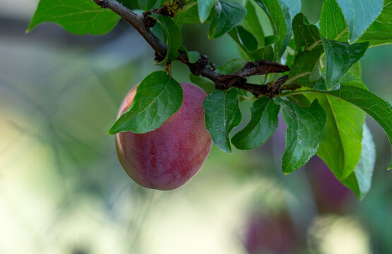 plum fruit on tree branch surrounded by green leaves