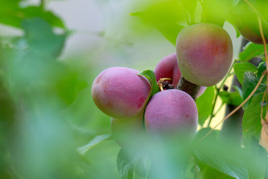 plum fruit on tree branch surrounded by green leaves