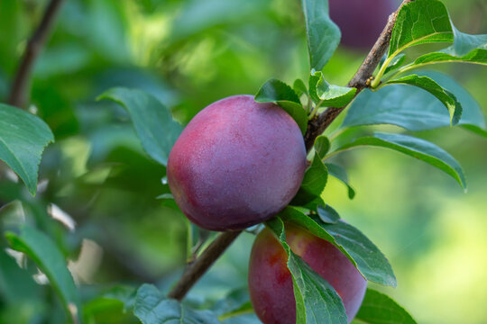 plum fruit on tree branch surrounded by green leaves