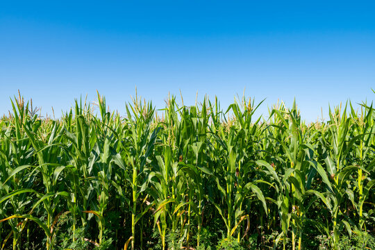 young fresh corn field growing, agriculture farming rural