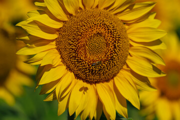 Fototapeta premium Beautiful sunflower