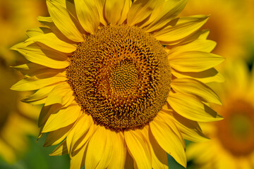 Naklejka premium Beautiful sunflower