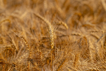 Obraz premium field with spikelets of ripe wheat