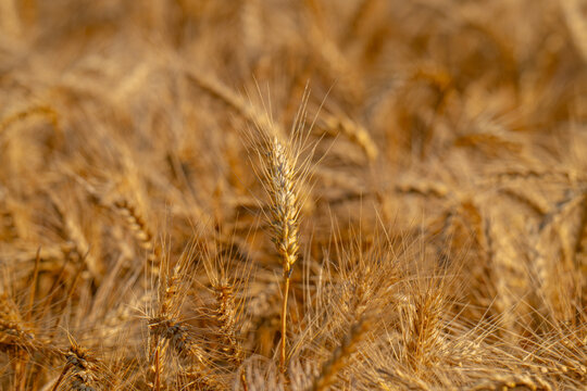 field with spikelets of ripe wheat