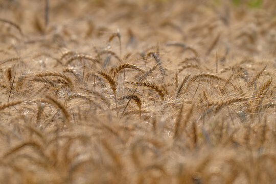 field with spikelets of ripe wheat