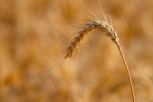 field with spikelets of ripe wheat