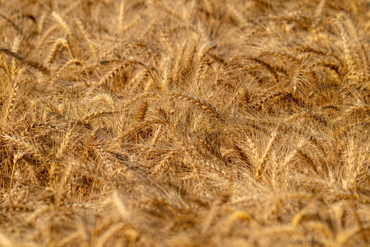 field with spikelets of ripe wheat