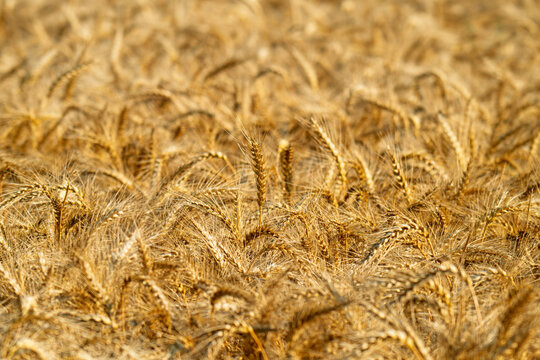 field with spikelets of ripe wheat