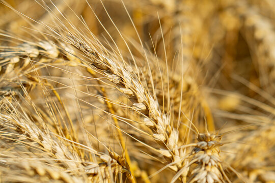 field with spikelets of ripe wheat