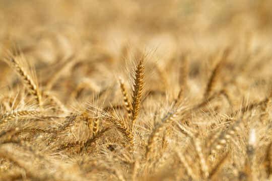 field with spikelets of ripe wheat