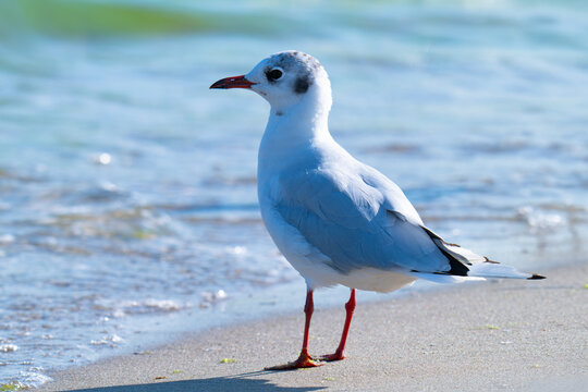 the profile of a seagull walking on the sand