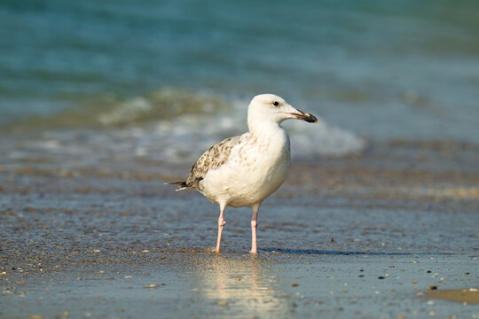the profile of a seagull walking on the sand
