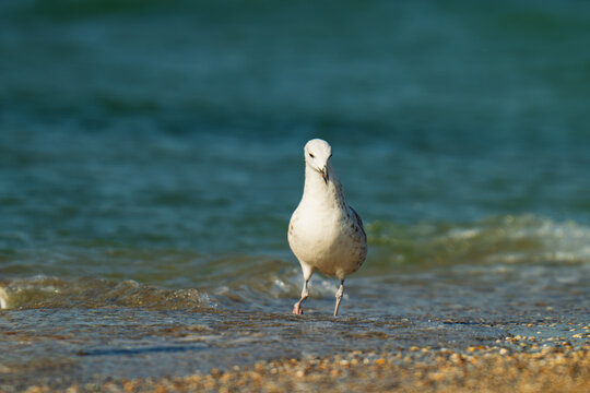 the profile of a seagull walking on the sand