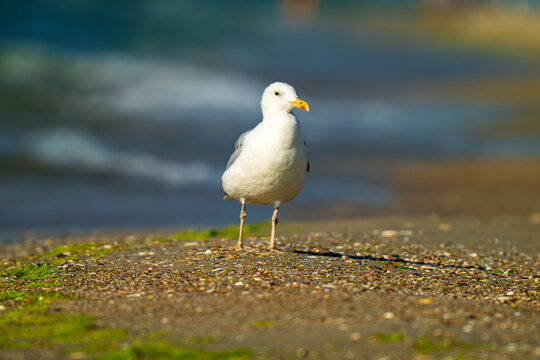 the profile of a seagull walking on the sand