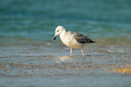 the profile of a seagull walking on the sand
