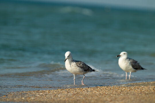 the profile of a seagull walking on the sand