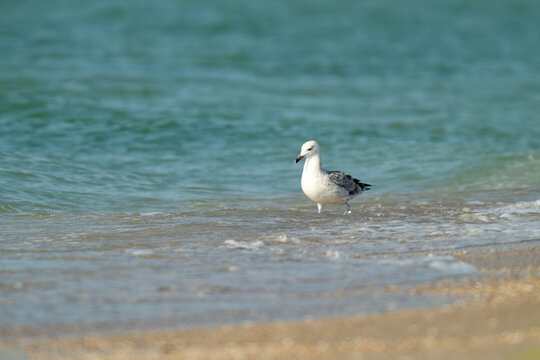 the profile of a seagull walking on the sand