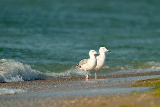 the profile of a seagull walking on the sand