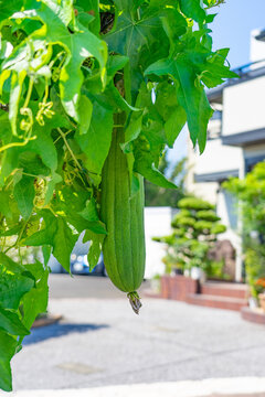 Melon amer vert suspendu &agrave; une liane dans un jardin