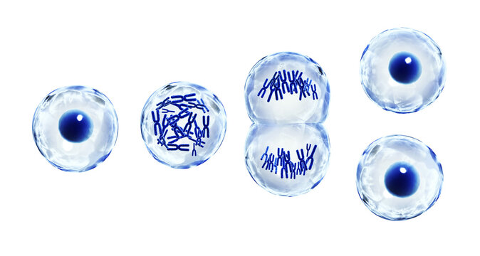 Cellular growth and development in scientific, biology and medical research concept. Cells divide via mitosis process. Division of cell. Isolated on white background. 3d render