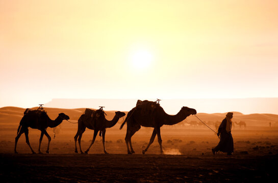 Sahara desert morning scene with camel caravan, Morocco. Berber guide with dromedaries under sunrise sky. Horizontal banner with caravan of camels in Sahara desert, Morocco. Driver-berber with camels