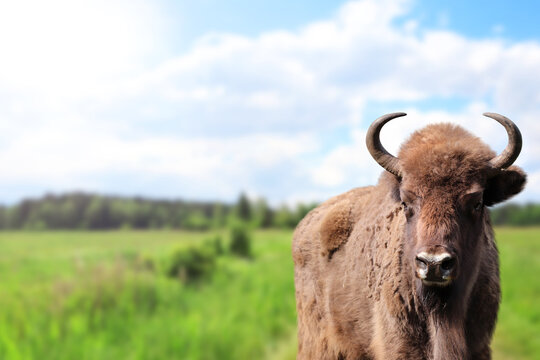 Picturesque landscape - european bison in a meadow. A young male zubr with rays of sunlight, Belovezhskaya Pushcha Nature Reserve. Wild auroch in woodland in national park Bialowieza Forest, Europe