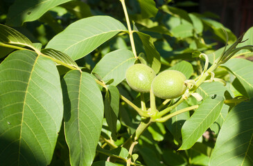 Obraz premium Young green walnuts growing on tree branches