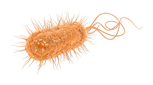 Rod shaped bacteria cell with pili and flagella rendered in three dimensional detail as PNG isolated on transparent background