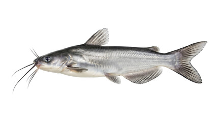 Obraz premium Channel catfish with silver scales and long barbels swimming sideways shown as PNG isolated on transparent background