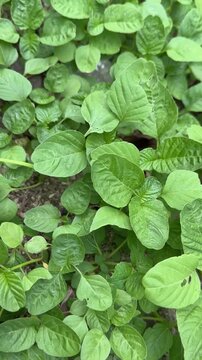 Vertical view close-up of fresh green amaranth plants growing in organic garden unedited video footage