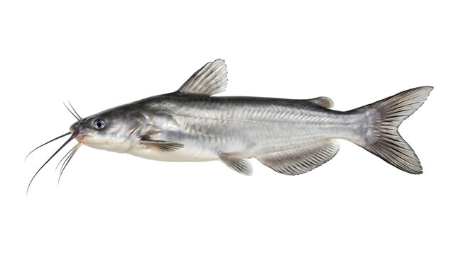Channel catfish with silver scales and long barbels swimming sideways shown as PNG isolated on transparent background