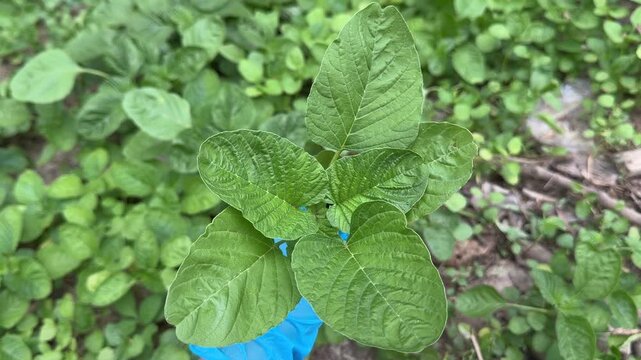 Close-up of hand in blue glove holding and inspecting fresh green amaranth plant in garden