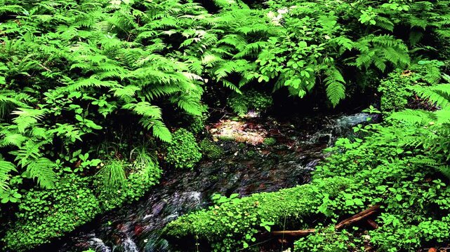 瀞川平湿原の小川のせせらぎ（音声あり）