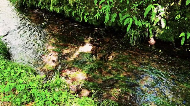 瀞川平湿原の小川のせせらぎ（音声あり）