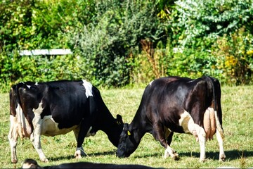 cows in a field © frank