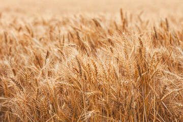 Fototapeta premium Golden wheat field