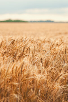 Golden wheat field