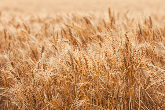 Golden wheat field