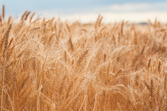 Golden wheat field