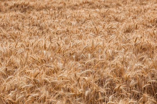Golden wheat field