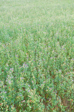 Green agricultural crop field with dense young vegetation.