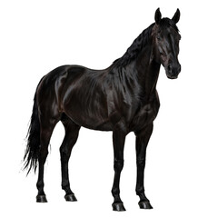 Fototapeta premium Powerful black horse facing forward slightly with alert ears and glossy dark coat isolated