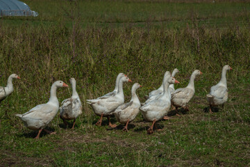 Flock of Organic Free Range Geese Walking on Farm Pasture © LeonHansenPhoto