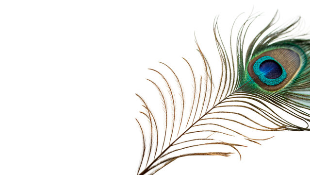 Beautiful detailed peacock feather with vibrant blue and green colors isolated on transparent background