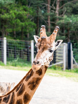 Close-up portrait of a giraffe with its long neck and distinctive spotted coat. The world's tallest land mammal is captured in a calm outdoor setting, highlighting its graceful features.