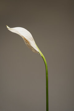 Elegant Close-Up Of Blooming Spathiphyllum Peace Lily Blossom With Long Green Stem