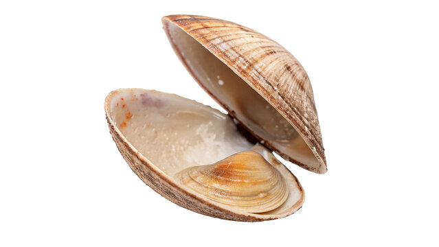 Slightly open sea clam shell showing natural inner texture isolated on transparent background